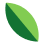 green leaf